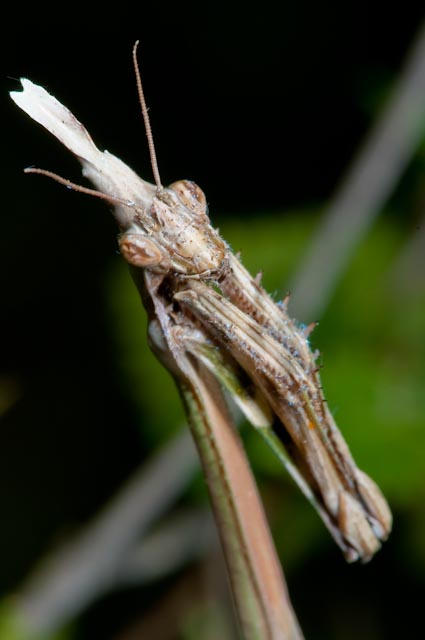 Mantide: Empusa pennata